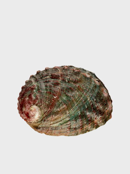 Abalone Muschel klein zum Räuchern