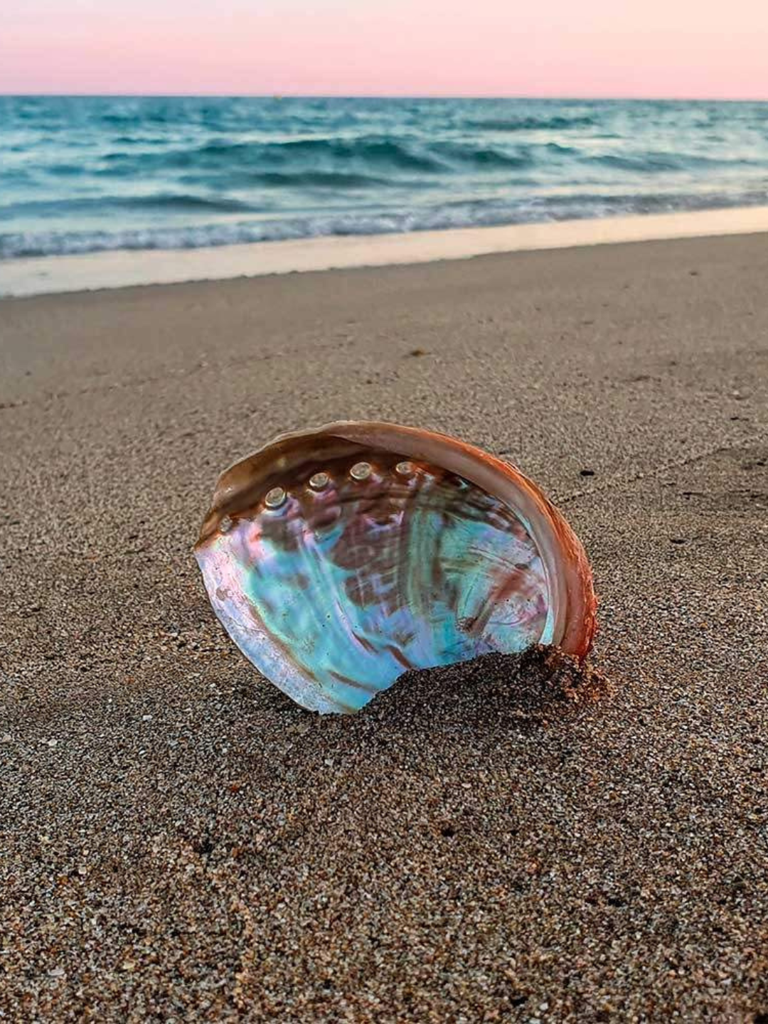 Abalone Muschel klein zum Räuchern