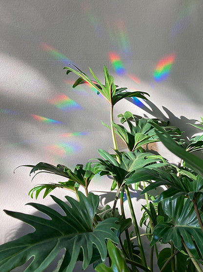 Rainbow Maker Sticker Magic