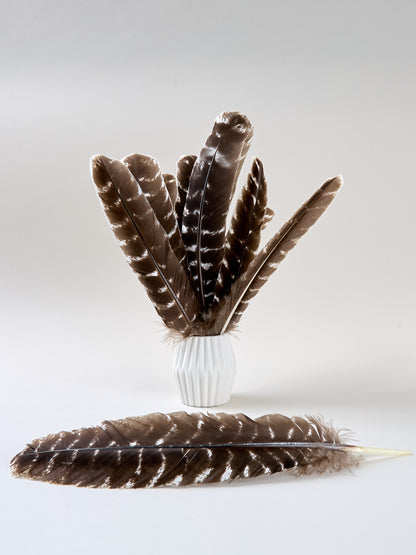 Feder Truthahnflügel, Länge: ca. 20 cm