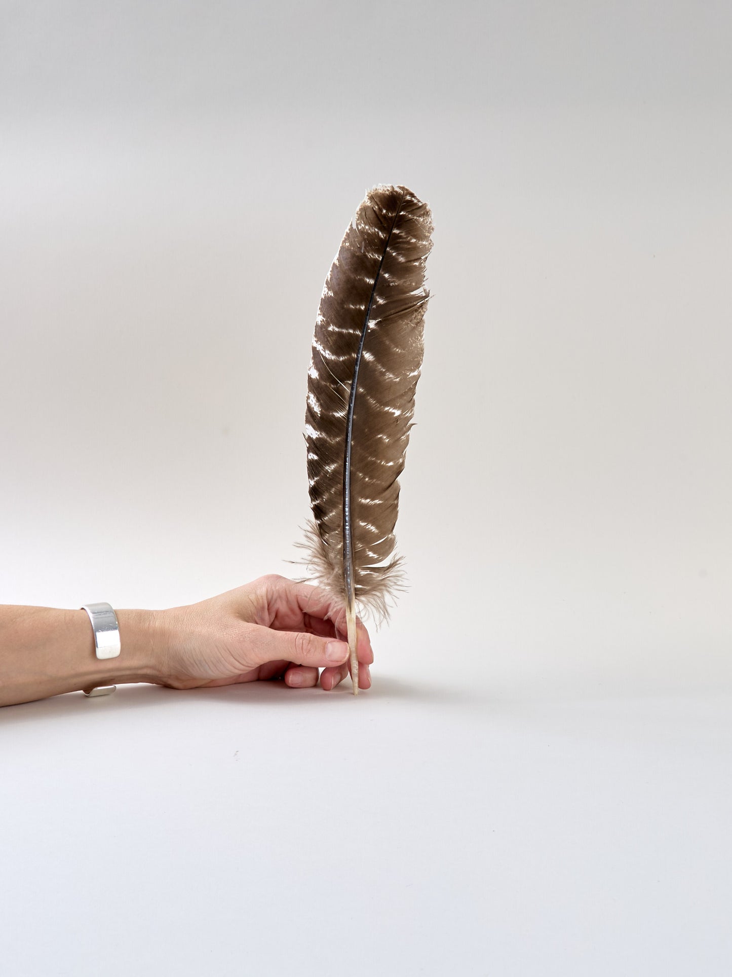 Feder Truthahnflügel, Länge: ca. 20 cm