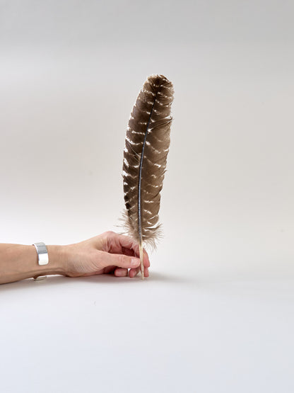 Feder Truthahnflügel, Länge: ca. 20 cm